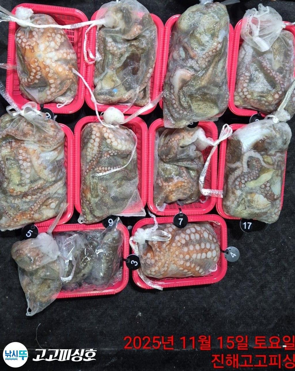 낚시뚜,낙지.문어,속천항(진해),고고피싱호,낚시뚜16