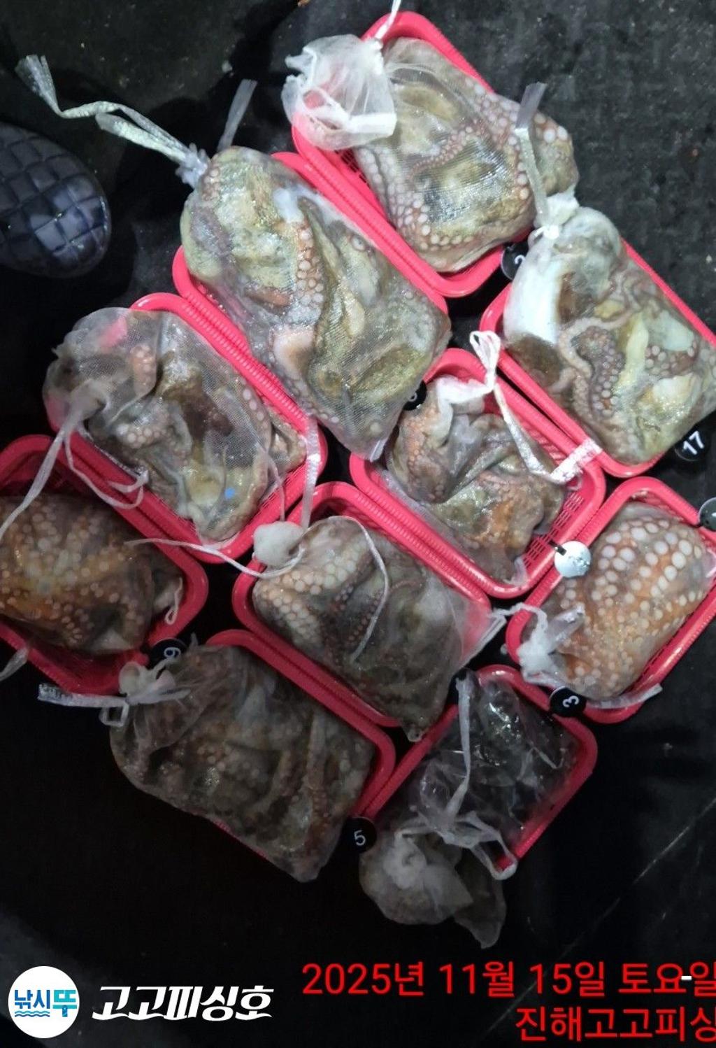 낚시뚜,낙지.문어,속천항(진해),고고피싱호,낚시뚜15