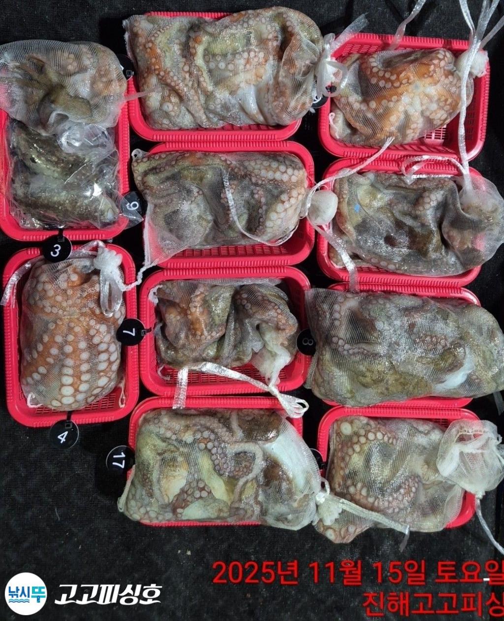 낚시뚜,낙지.문어,속천항(진해),고고피싱호,낚시뚜12