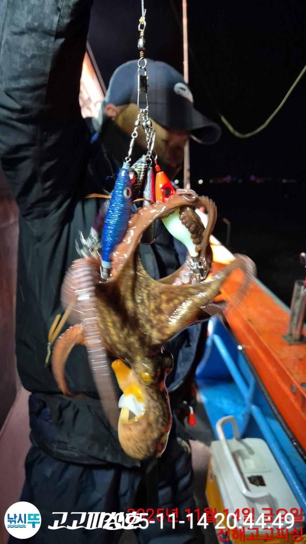낚시뚜,낙지.문어,속천항(진해),고고피싱호,낚시뚜6
