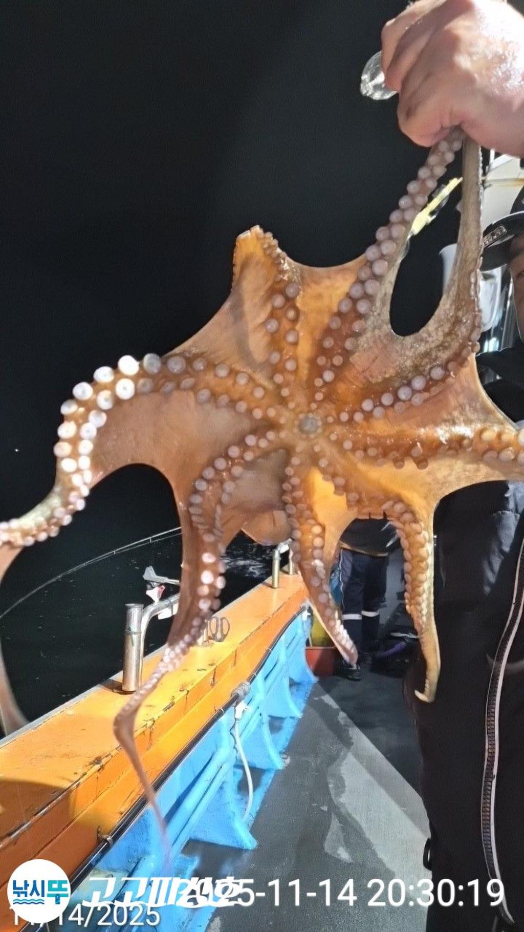 낚시뚜,낙지.문어,속천항(진해),고고피싱호,낚시뚜2