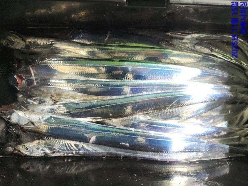 낚시뚜,갈치,속천항(진해),바루나피싱,낚시뚜7