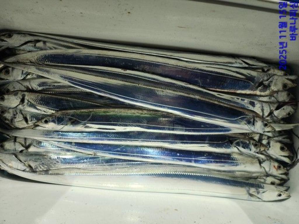 낚시뚜,갈치,속천항(진해),바루나피싱,낚시뚜6