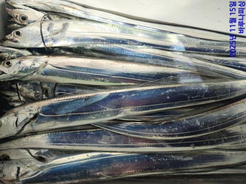 낚시뚜,갈치,속천항(진해),바루나피싱,낚시뚜5