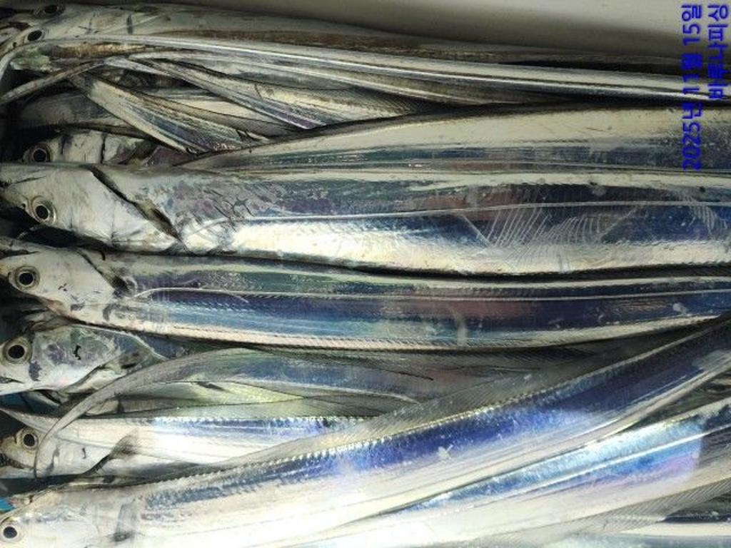 낚시뚜,갈치,속천항(진해),바루나피싱,낚시뚜4