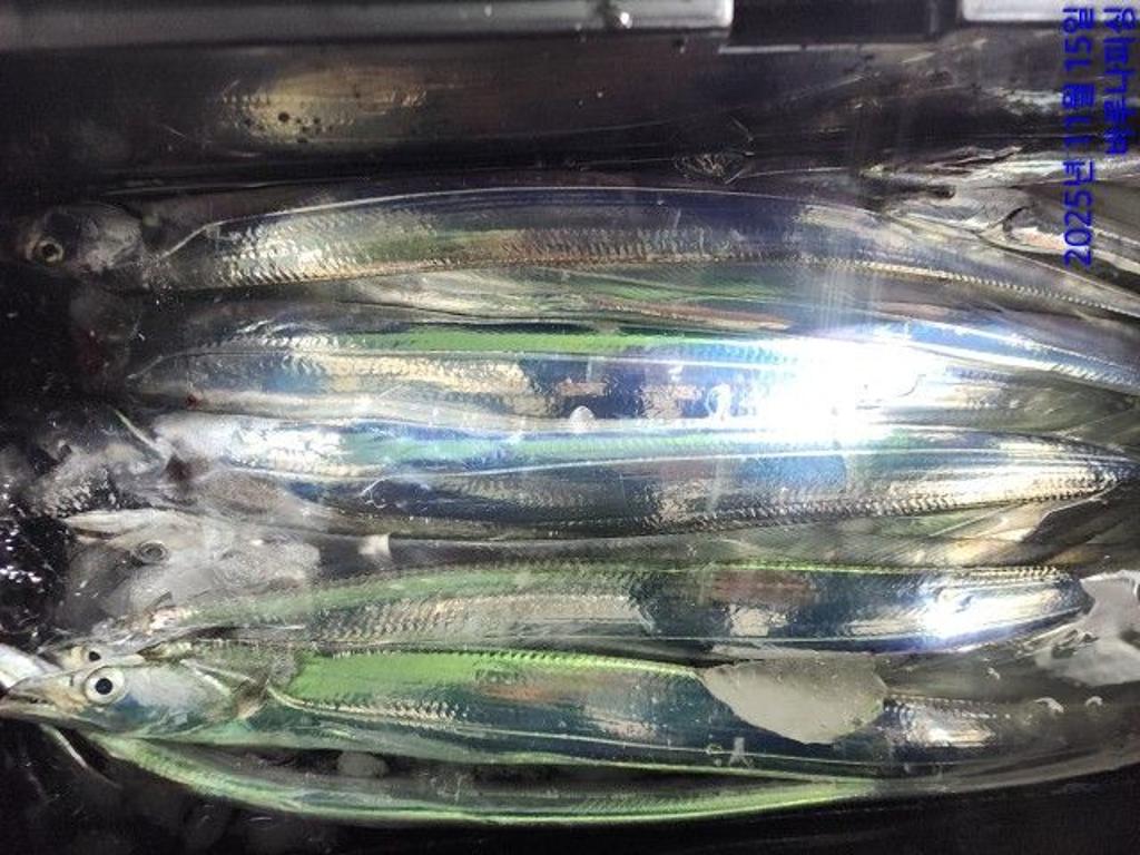 낚시뚜,갈치,속천항(진해),바루나피싱,낚시뚜3