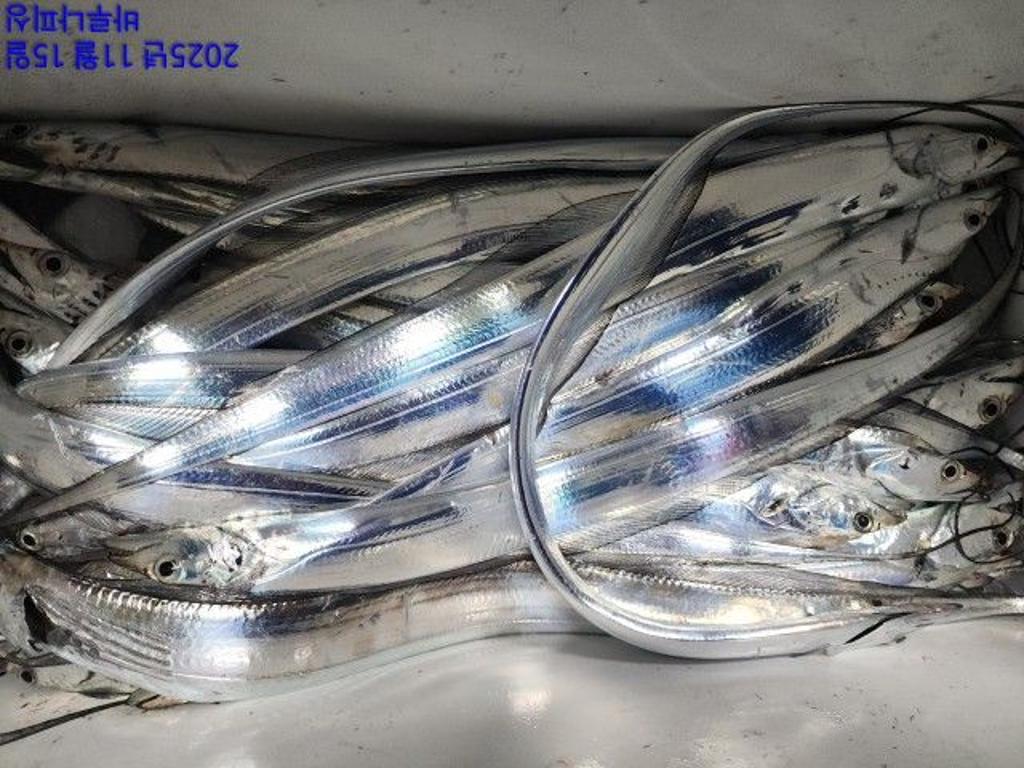 낚시뚜,갈치,속천항(진해),바루나피싱,낚시뚜2