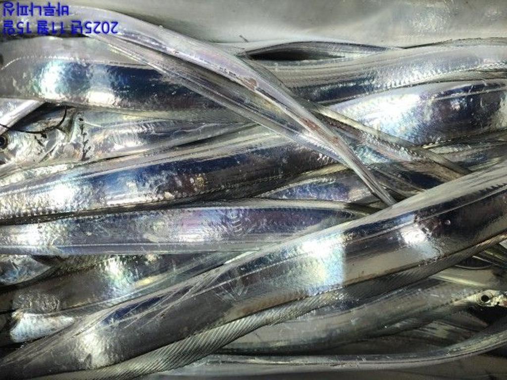 낚시뚜,갈치,속천항(진해),바루나피싱,낚시뚜1