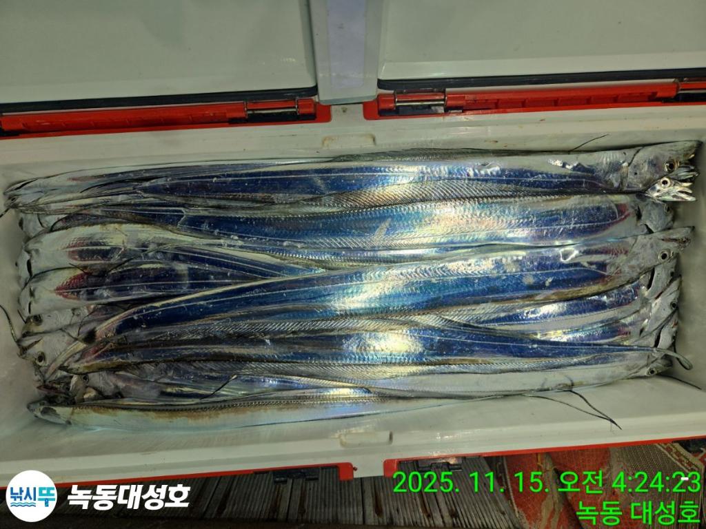 낚시뚜,갈치,녹동항,녹동대성호,낚시뚜41