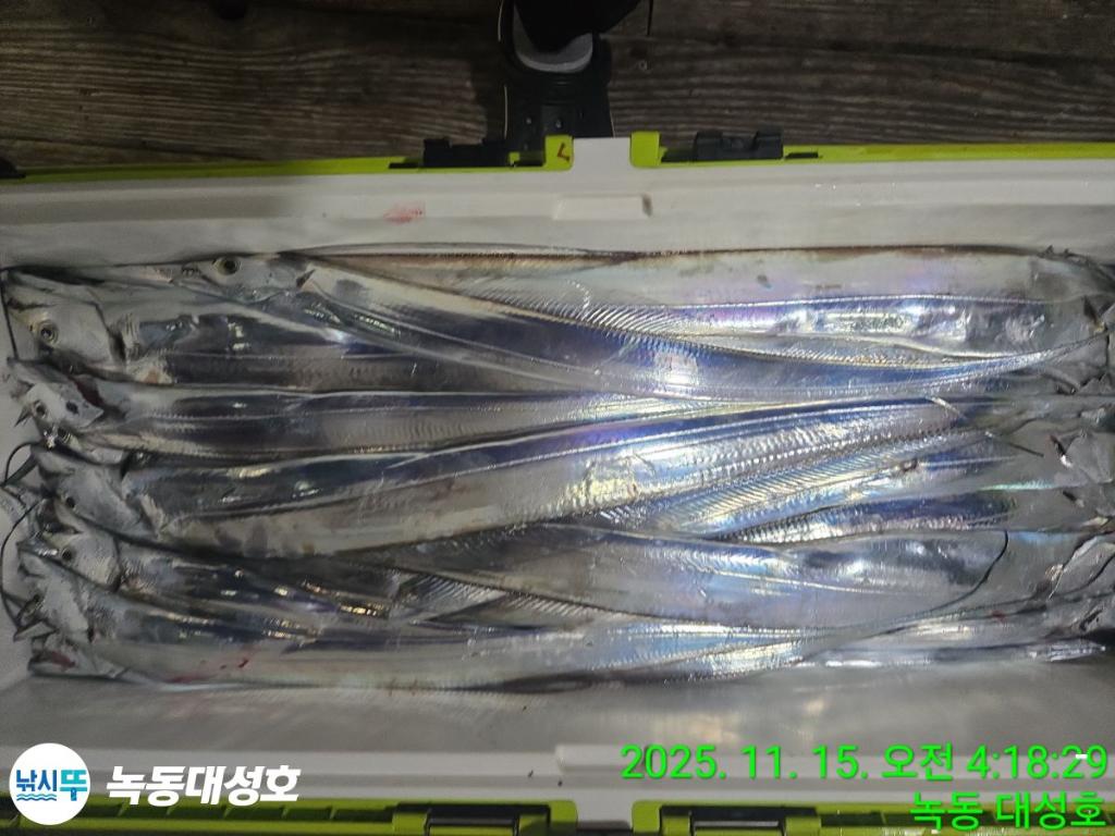 낚시뚜,갈치,녹동항,녹동대성호,낚시뚜40
