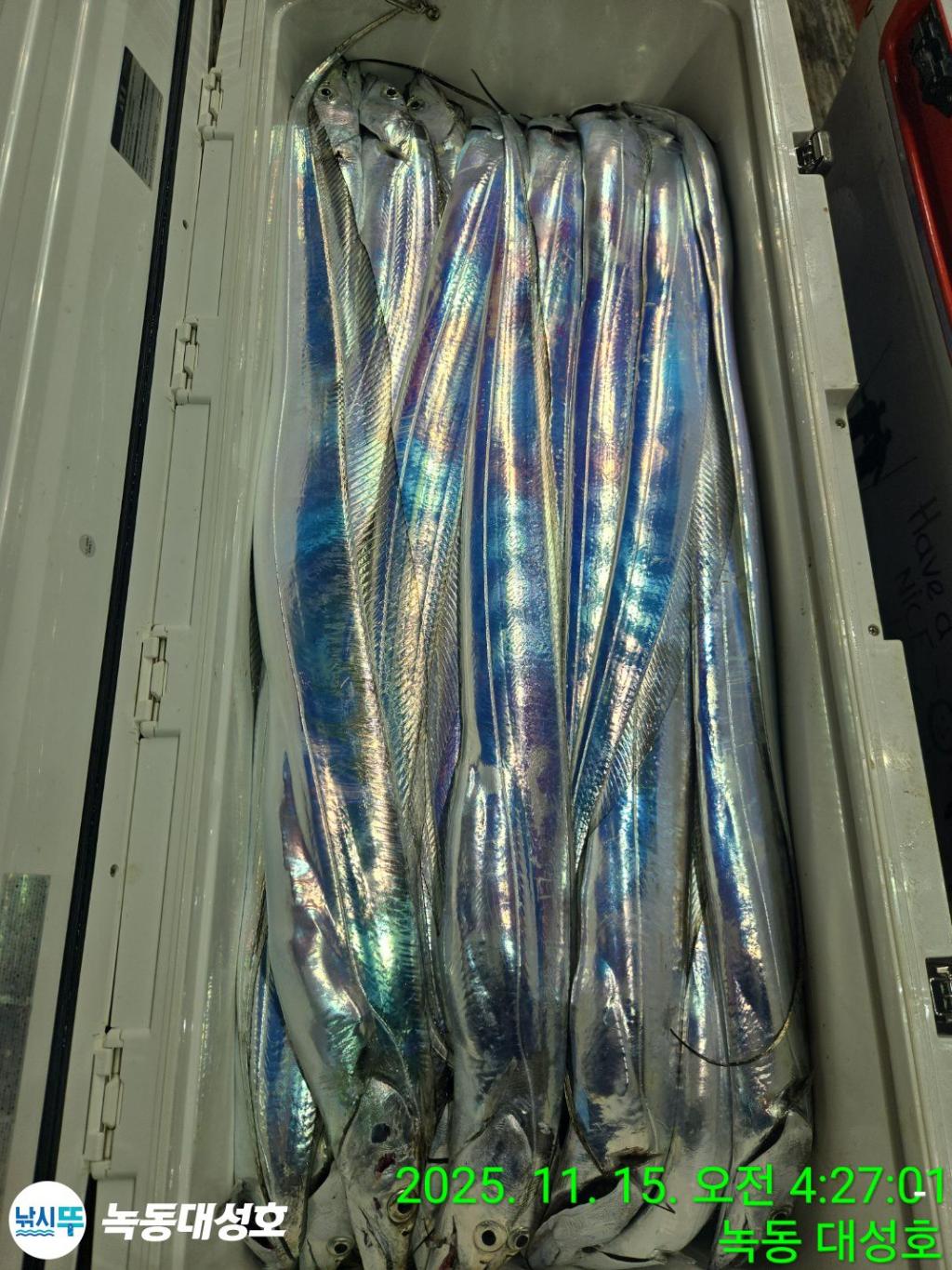 낚시뚜,갈치,녹동항,녹동대성호,낚시뚜39