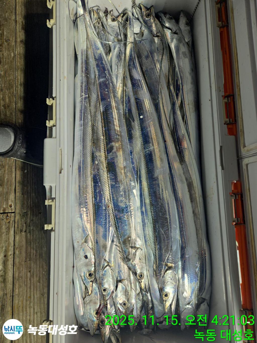 낚시뚜,갈치,녹동항,녹동대성호,낚시뚜38