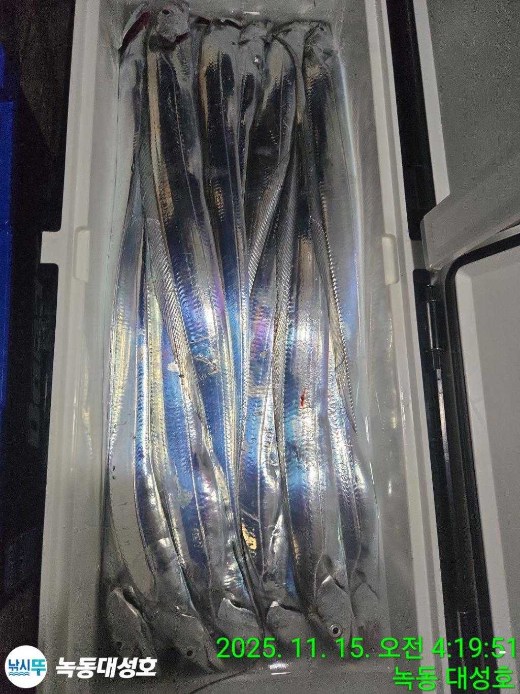 낚시뚜,갈치,녹동항,녹동대성호,낚시뚜37