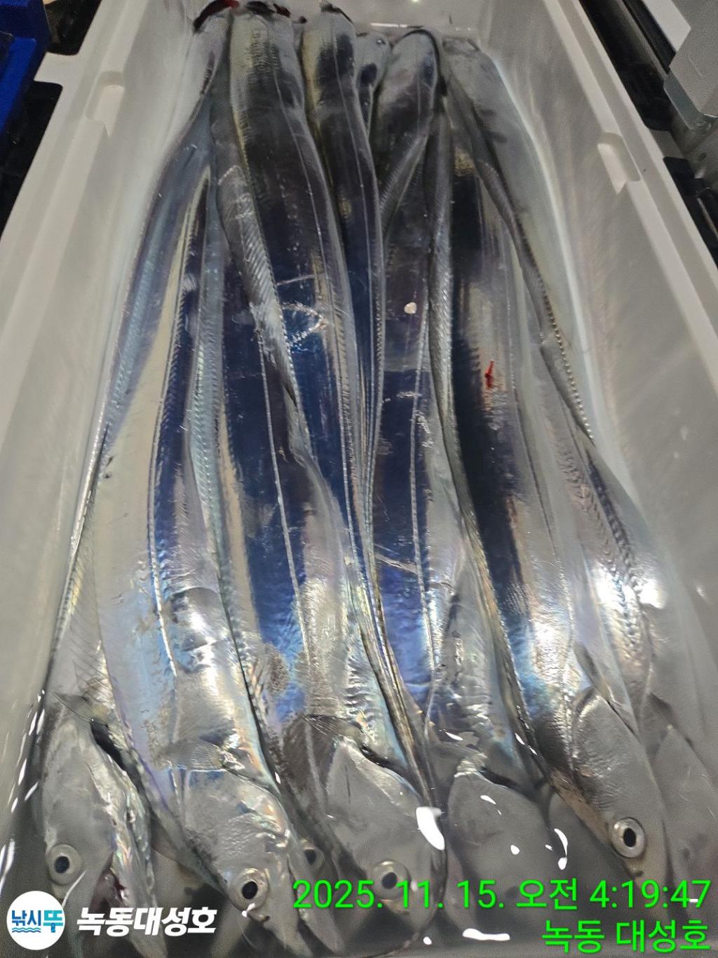 낚시뚜,갈치,녹동항,녹동대성호,낚시뚜36