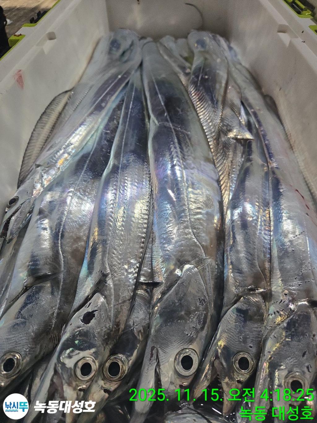 낚시뚜,갈치,녹동항,녹동대성호,낚시뚜35