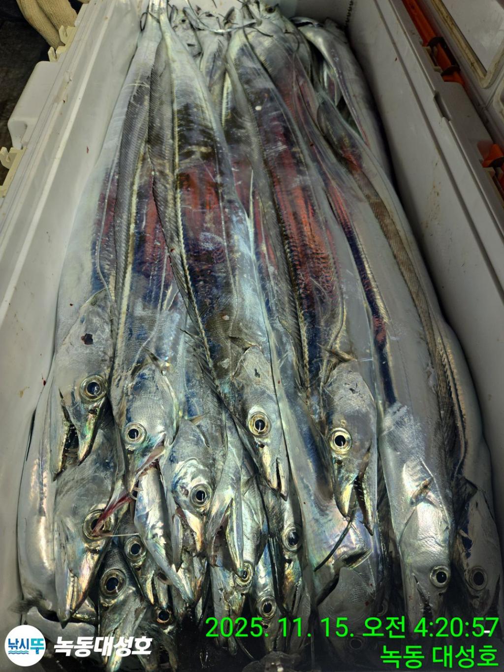 낚시뚜,갈치,녹동항,녹동대성호,낚시뚜34