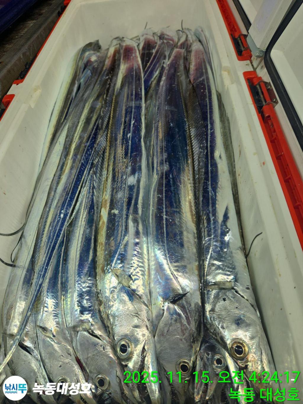 낚시뚜,갈치,녹동항,녹동대성호,낚시뚜33