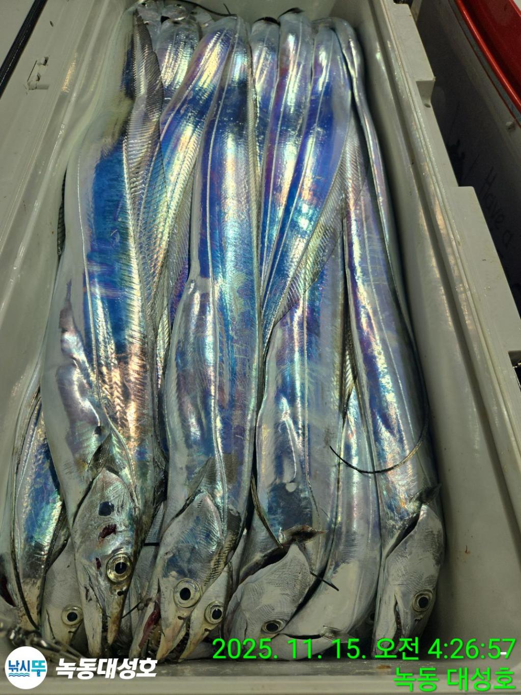 낚시뚜,갈치,녹동항,녹동대성호,낚시뚜32