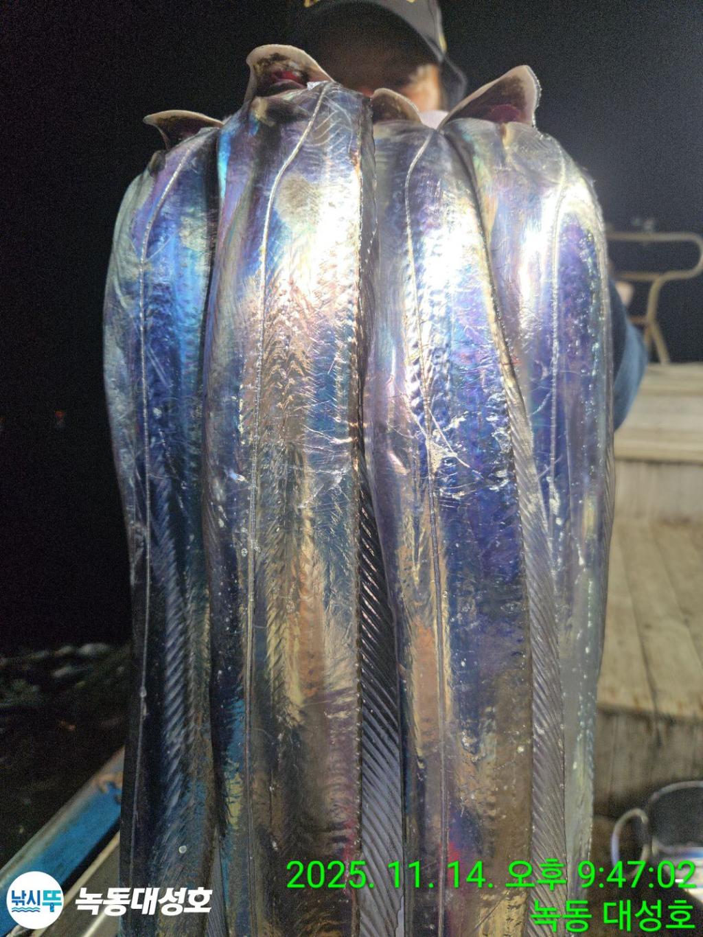 낚시뚜,갈치,녹동항,녹동대성호,낚시뚜24