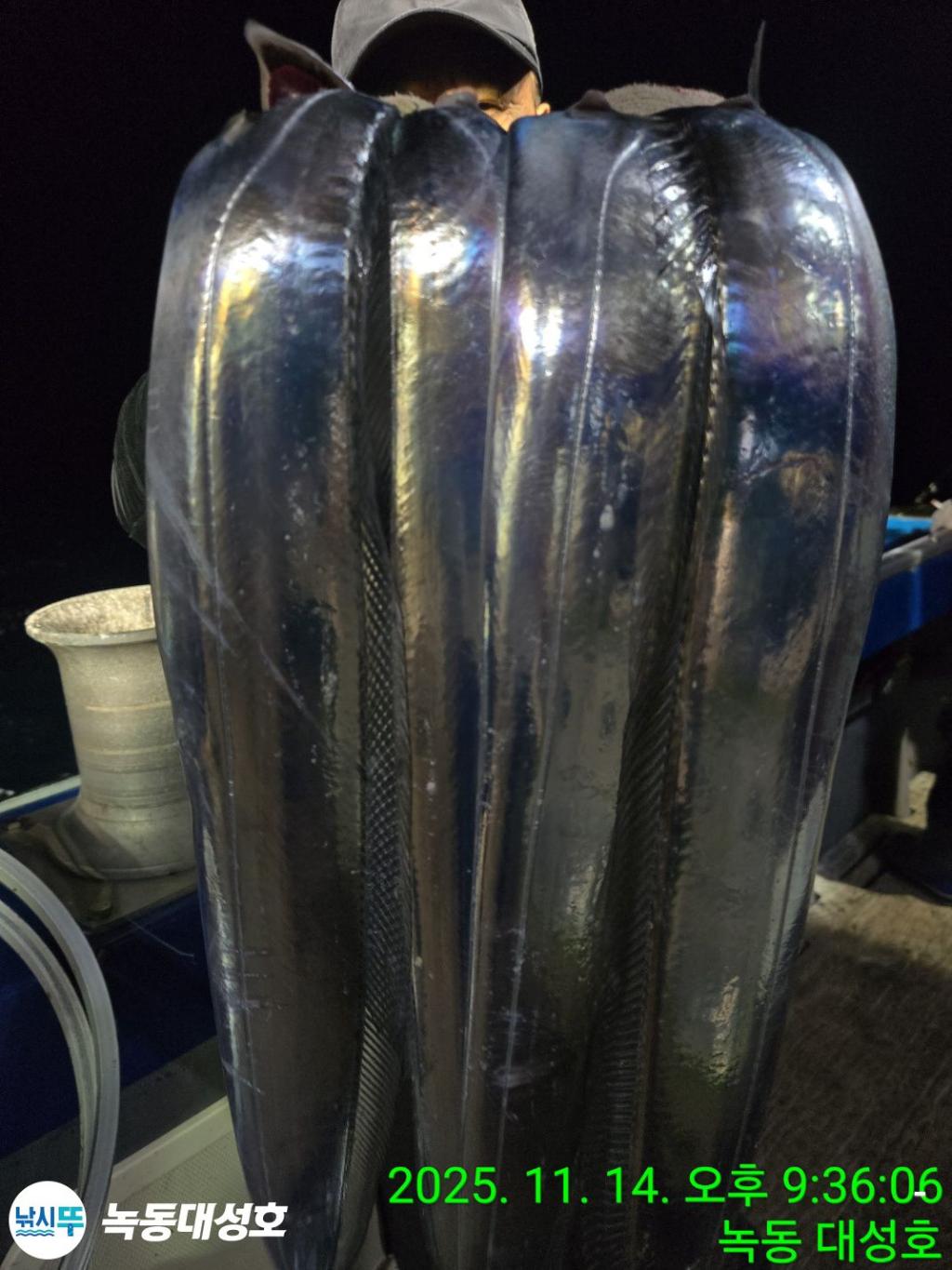 낚시뚜,갈치,녹동항,녹동대성호,낚시뚜15