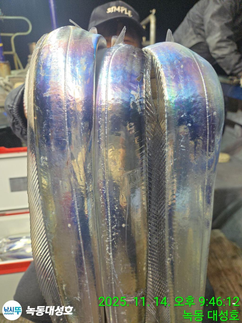 낚시뚜,갈치,녹동항,녹동대성호,낚시뚜14