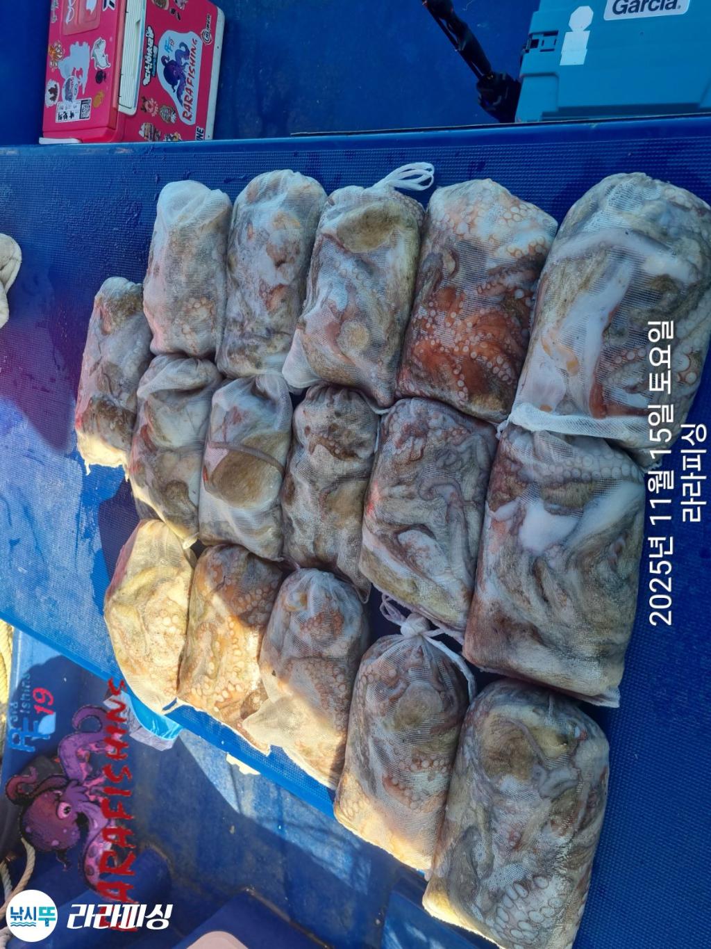 낚시뚜,돌문어,속천항(진해),라라피싱,낚시뚜25