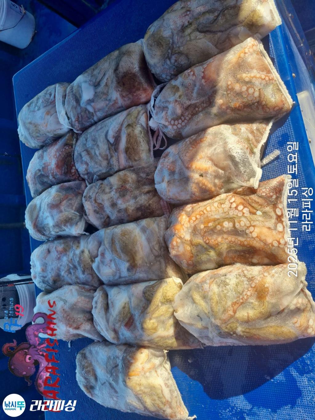 낚시뚜,돌문어,속천항(진해),라라피싱,낚시뚜24