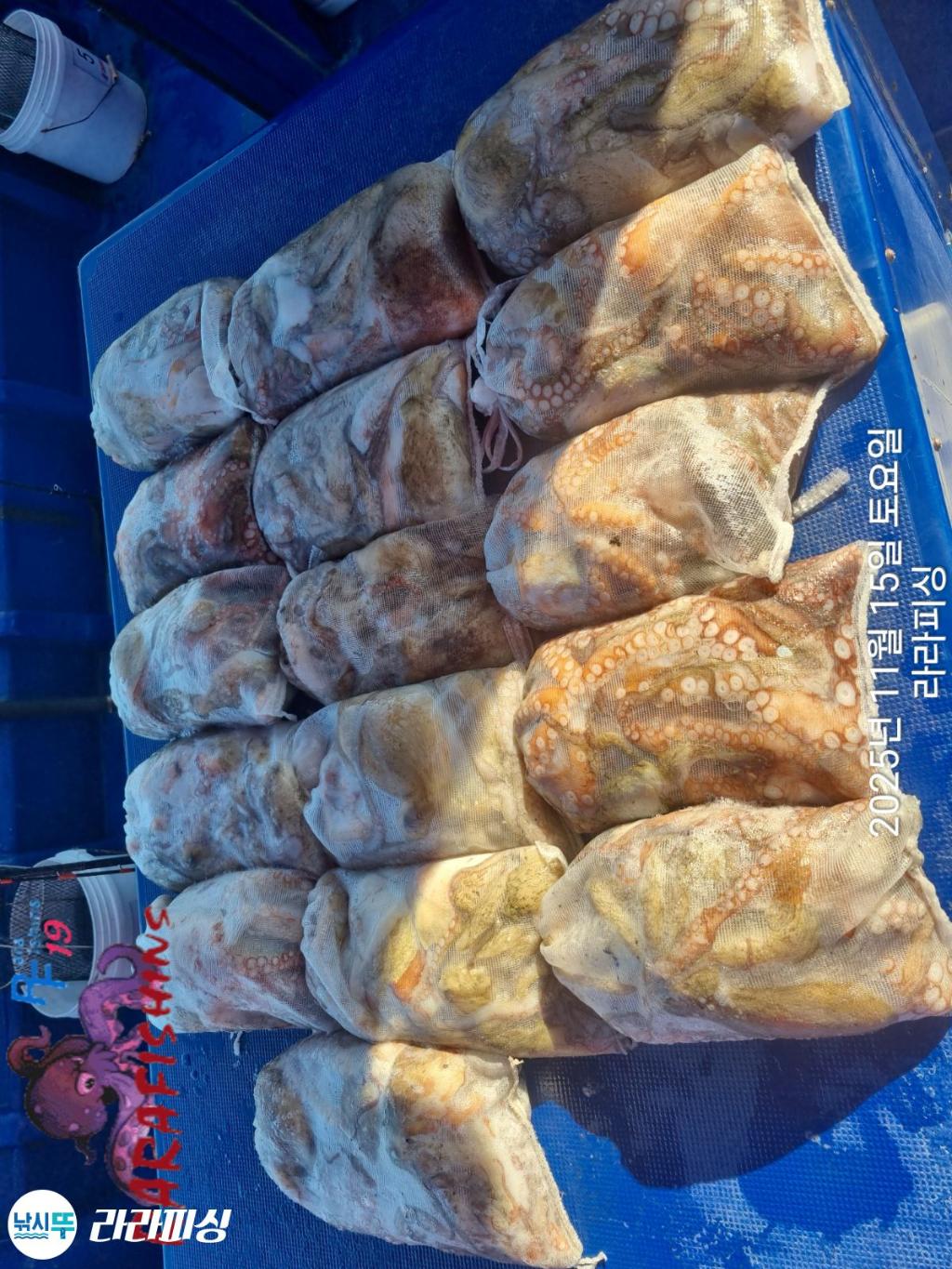 낚시뚜,돌문어,속천항(진해),라라피싱,낚시뚜23