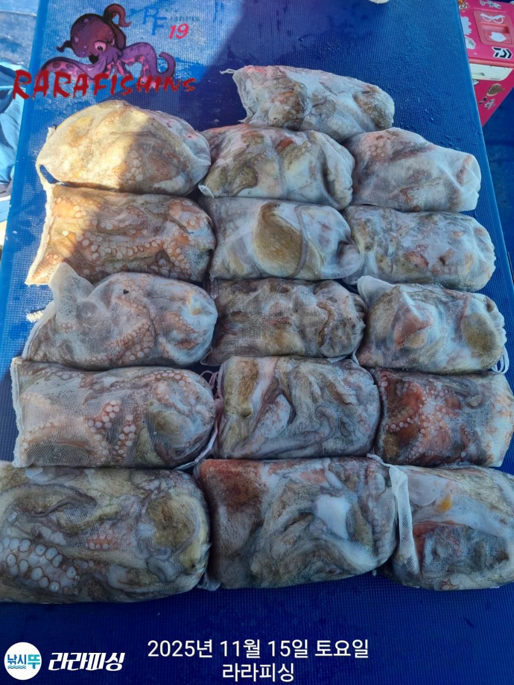 낚시뚜,돌문어,속천항(진해),라라피싱,낚시뚜1