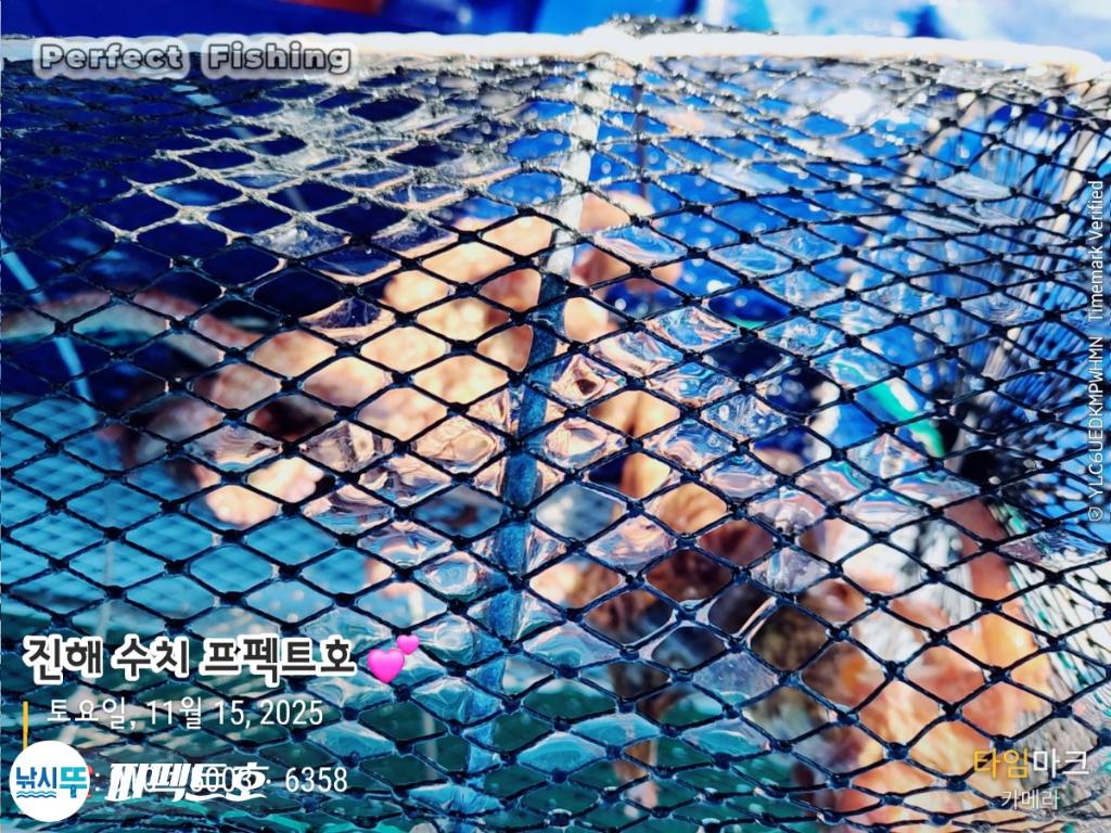 낚시뚜,돌문어,진해 수치마을 방파제,퍼펙트호,낚시뚜17