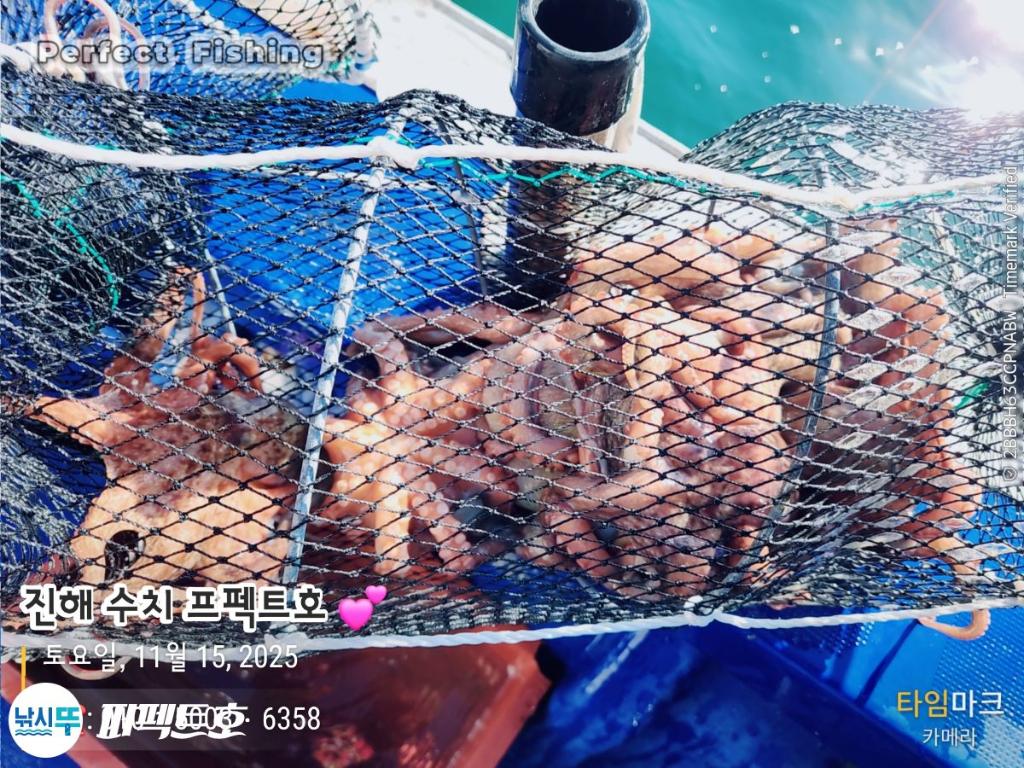 낚시뚜,돌문어,진해 수치마을 방파제,퍼펙트호,낚시뚜13