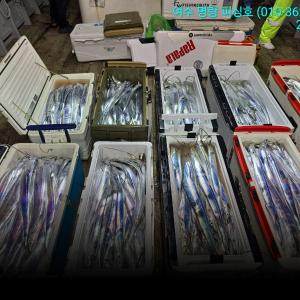 조황, 여수 백도권먼바다 갈치 4지5지급으로호조황