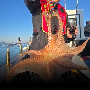 조황, 돌문어(일요일 자리 텅텅)