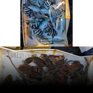 조황, ((풍화리)) 감시흘림~마릿수조황 대왕문어갑오징어