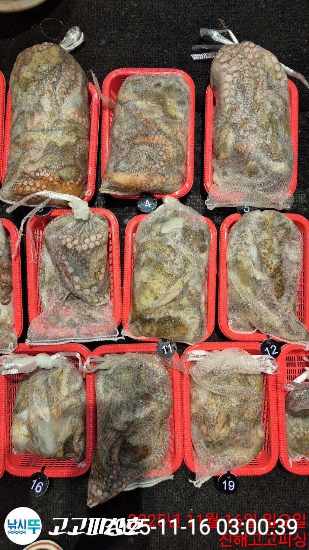 낚시뚜,,속천항(진해),고고피싱호,낚시뚜15