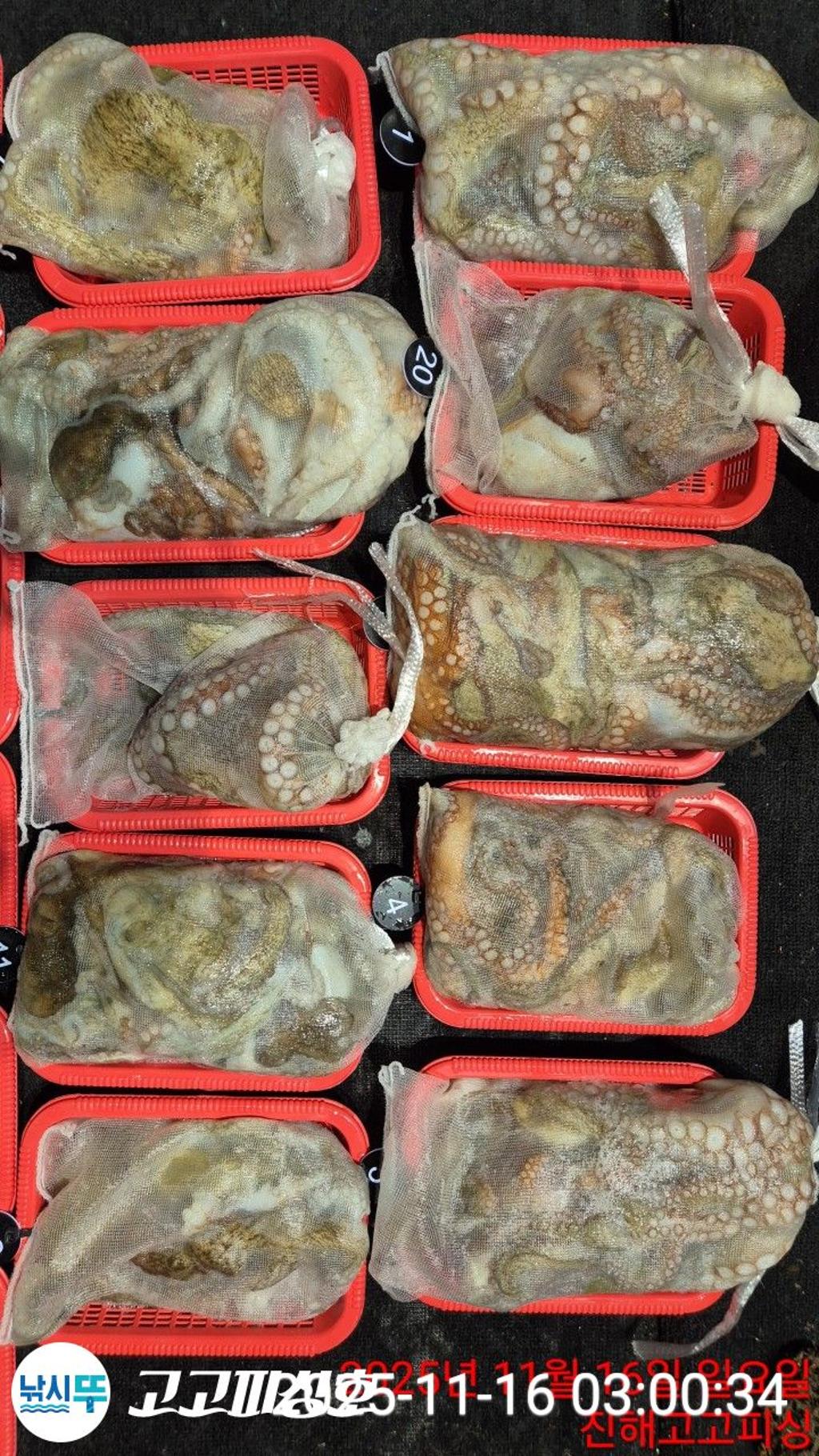 낚시뚜,,속천항(진해),고고피싱호,낚시뚜12