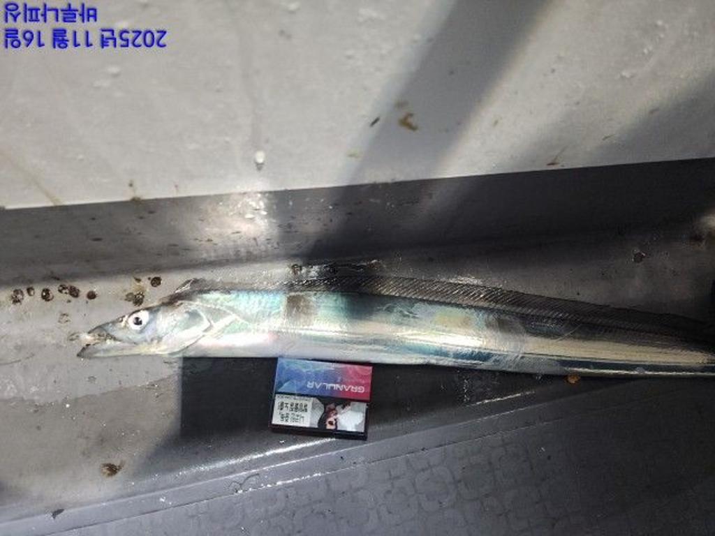 낚시뚜,갈치,속천항(진해),바루나피싱,낚시뚜7