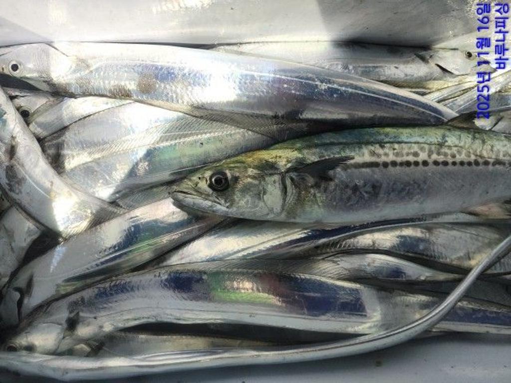 낚시뚜,갈치,속천항(진해),바루나피싱,낚시뚜6