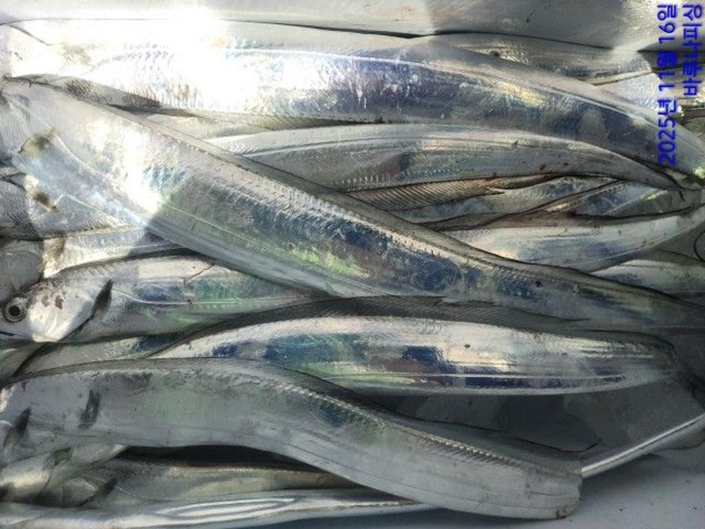 낚시뚜,갈치,속천항(진해),바루나피싱,낚시뚜5