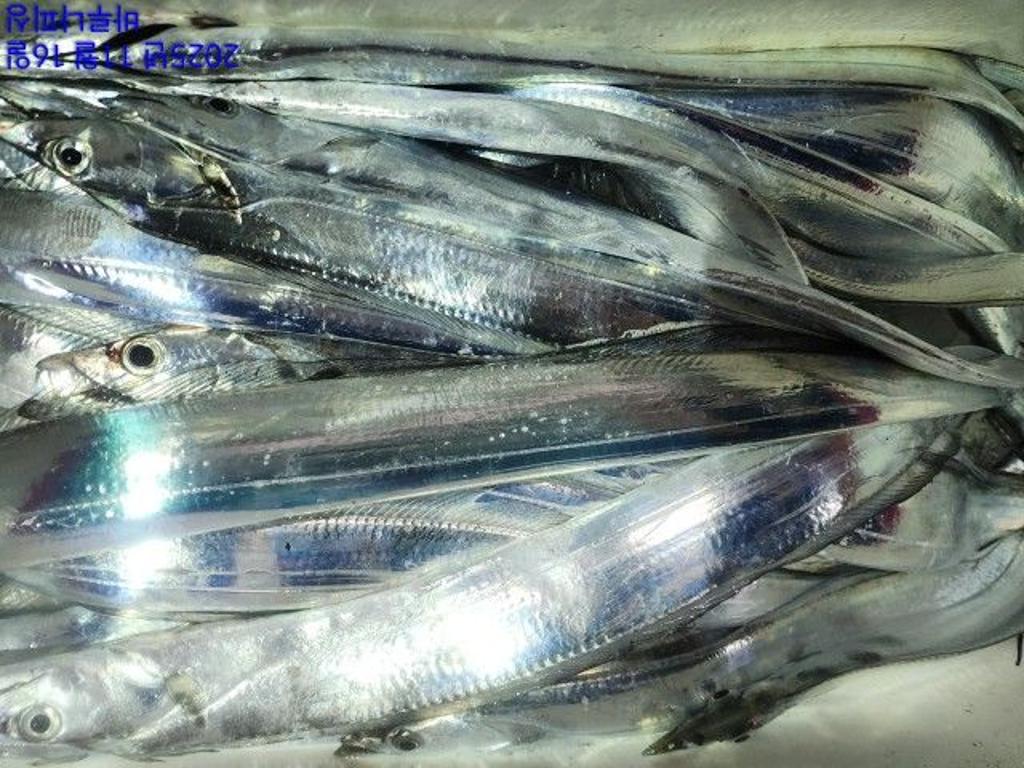 낚시뚜,갈치,속천항(진해),바루나피싱,낚시뚜4