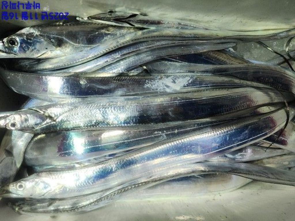 낚시뚜,갈치,속천항(진해),바루나피싱,낚시뚜3