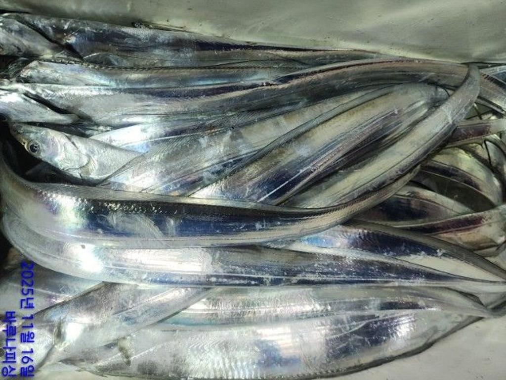 낚시뚜,갈치,속천항(진해),바루나피싱,낚시뚜2