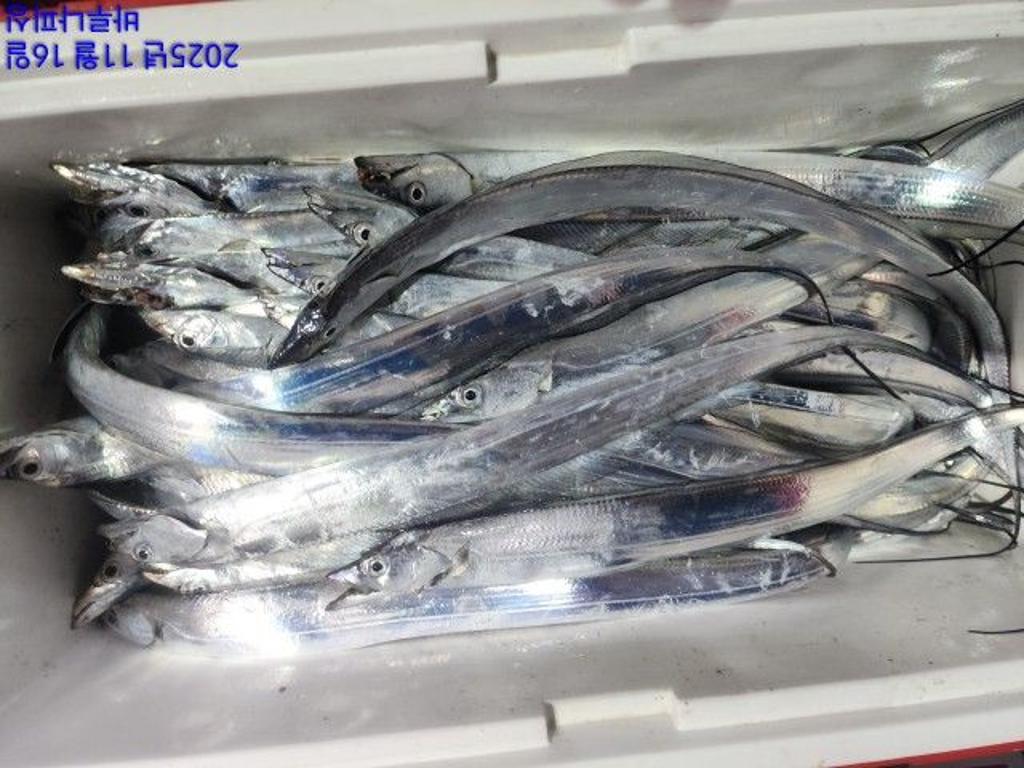 낚시뚜,갈치,속천항(진해),바루나피싱,낚시뚜1