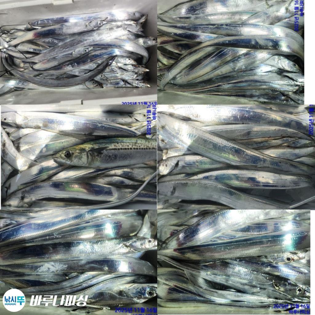 낚시뚜,갈치,속천항(진해),바루나피싱,낚시뚜0