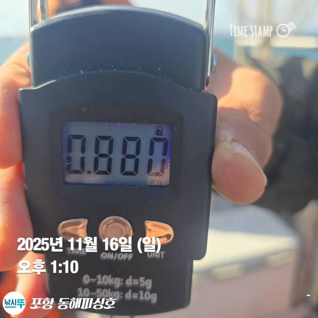 낚시뚜,돌문어,포항(운하관),포항 동해피싱호,낚시뚜14