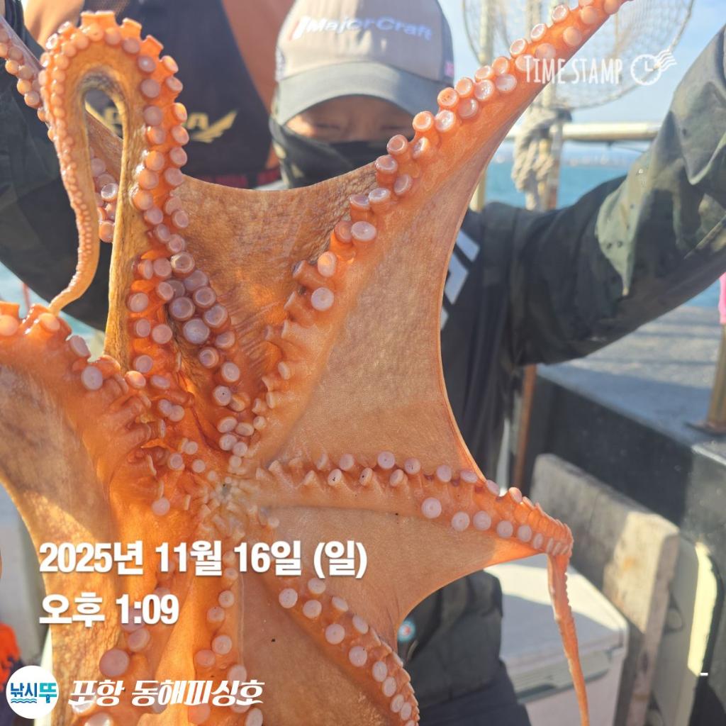 낚시뚜,돌문어,포항(운하관),포항 동해피싱호,낚시뚜13