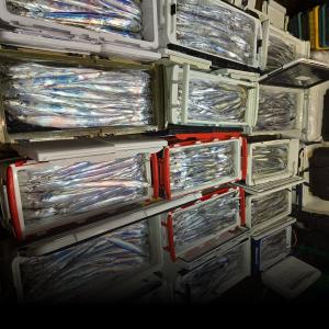 조황, 뉴무지개 왕갈치 오늘도 전원만쿨 