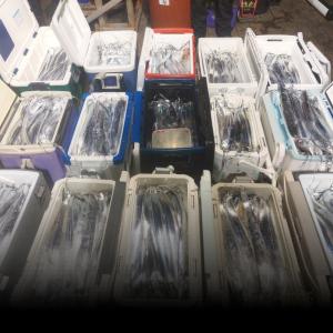 조황, 갈치 엄청시리 터집니다~(오늘예약가능)