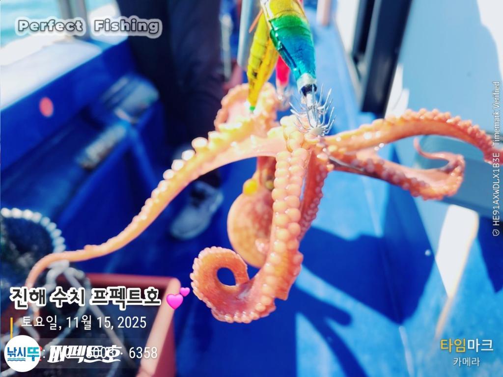 낚시뚜,문어,진해 수치마을 방파제,퍼펙트호,낚시뚜7