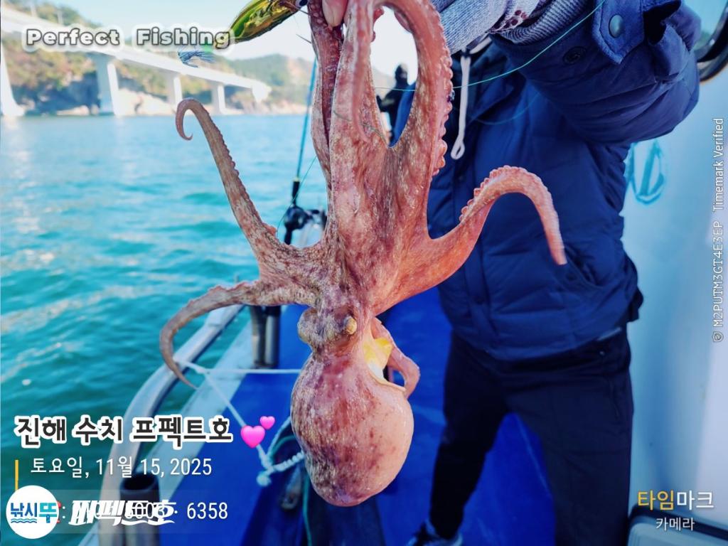 낚시뚜,문어,진해 수치마을 방파제,퍼펙트호,낚시뚜5